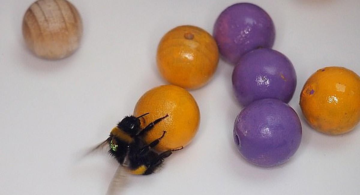 Científicos londinenses pusieron a prueba a un grupo de abejas, quienes hicieron rodar repetitivamente una serie de pelotas de madera. Foto: Youtube  Samadi Galpayage