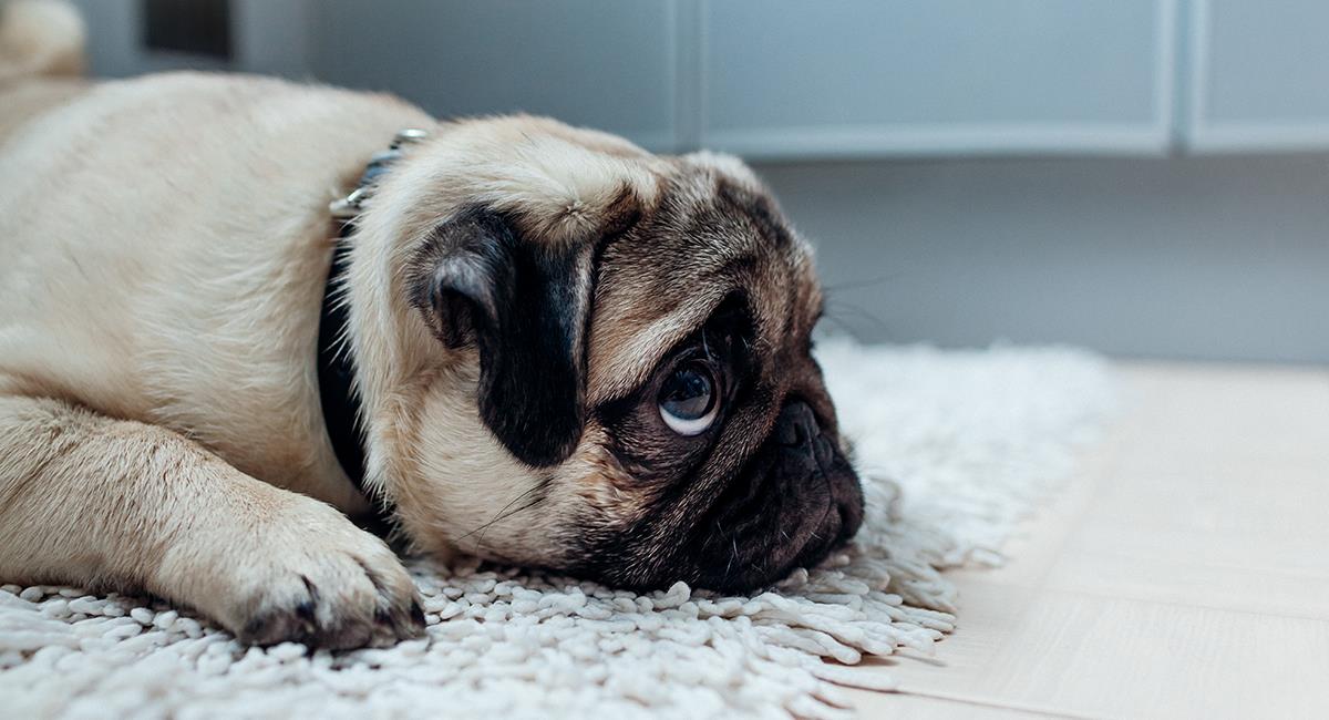 Para llorar: perrita come su alimento favorito antes de ser dormida para siempre. Foto: Shutterstock