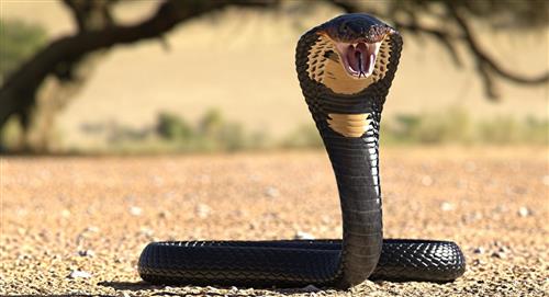 Cobra real que es potencialmente venenosa escapó de Zoológico 