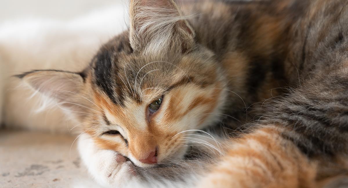 Puedes saber si tu gato está a punto de morir: estas son las señales de alerta. Foto: Shutterstock