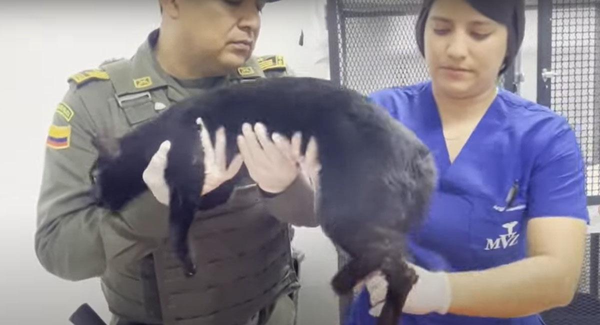 'Shiro' es atendido en una clínica veterinaria especializada de la ciudad de Bucaramanga. Foto: Youtube
