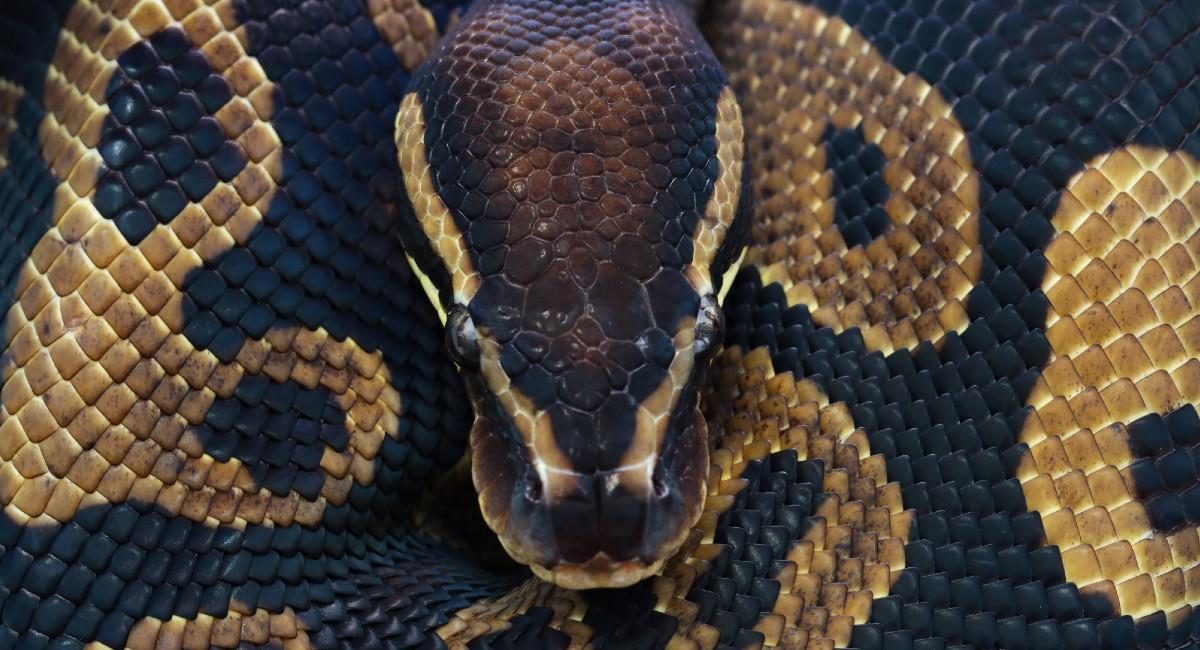 Mujer fue devorada por una serpiente de 7 metros en Indonesia