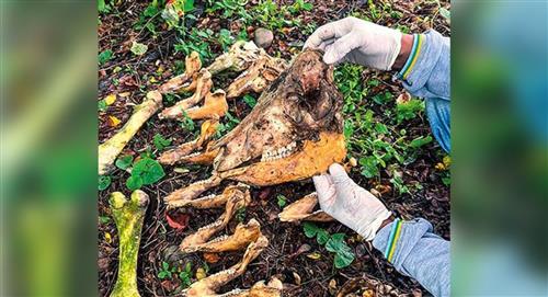 Encuentran 200 cráneos en fosa común en Turbo, Antioquia