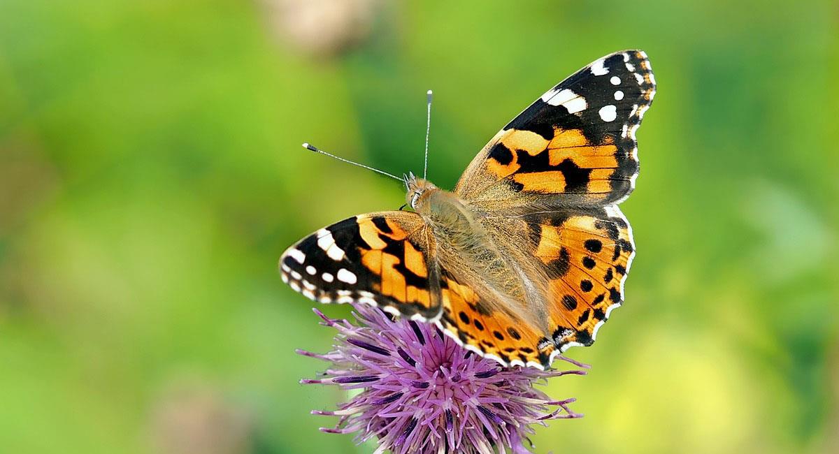 Con la investigación de una colombiana se logran determinar los patrones de las alas de las mariposas. Foto: Pixabay