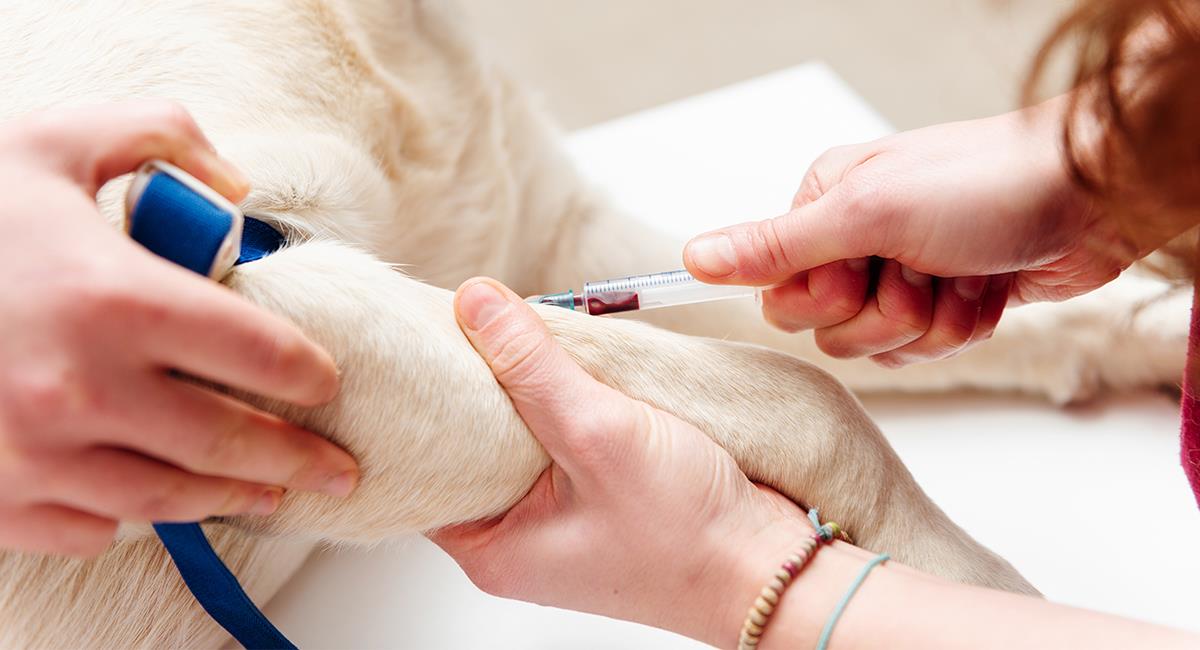 Tu mascota también puede donar sangre: requisitos y beneficios que debes conocer. Foto: Shutterstock
