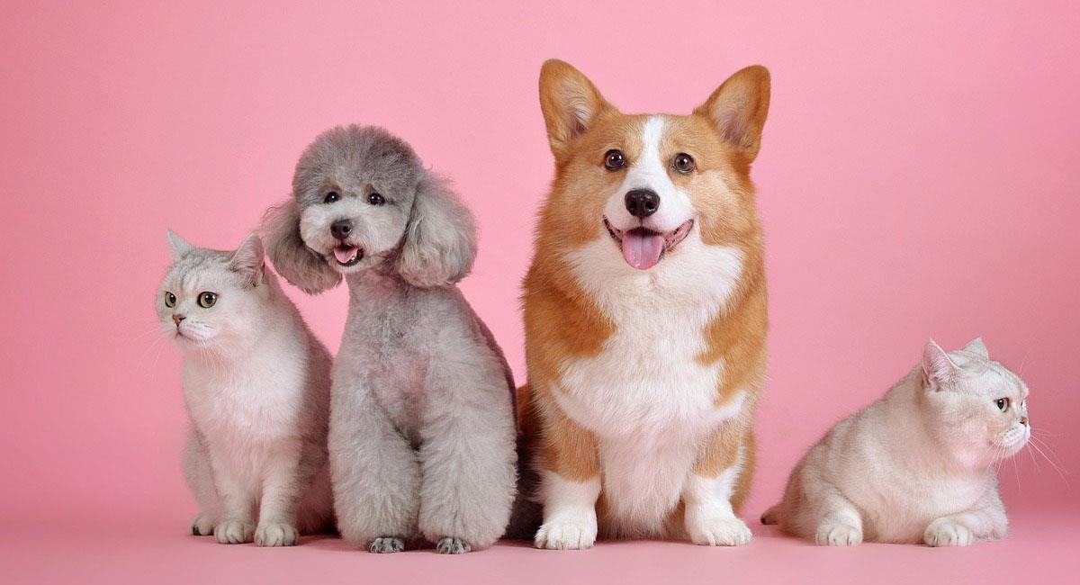 La venta de mascotas tendrá IVA en la ponencia de conciliación de reforma tributaria. Foto: Pixabay