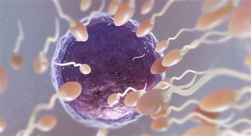 El mundo presenta disminución en el conteo de espermatozoides