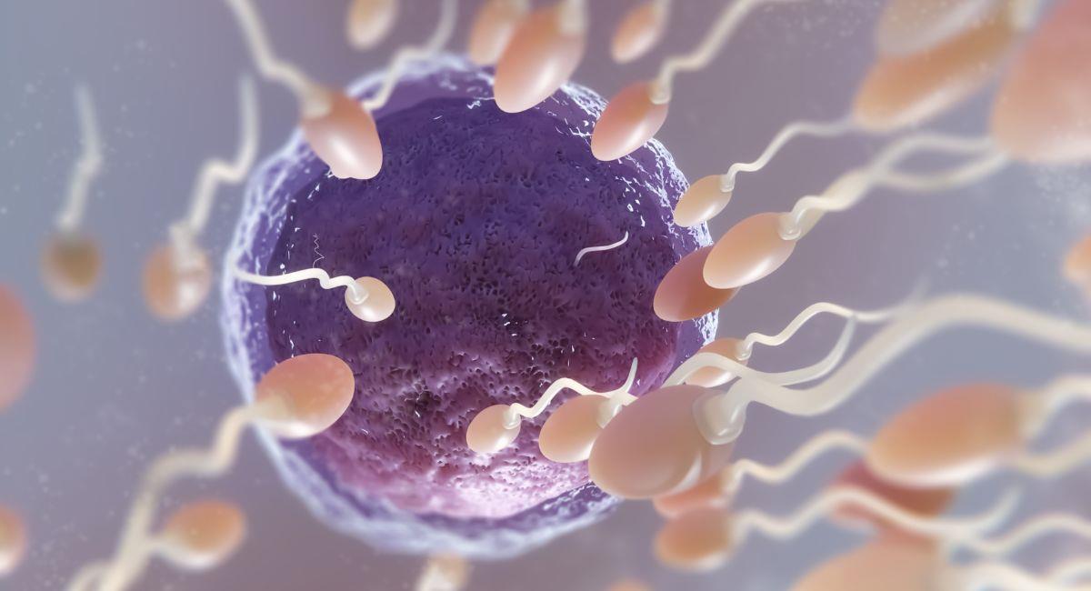 Disminución de espermatozoides a nivel mundial. Foto: Freepik