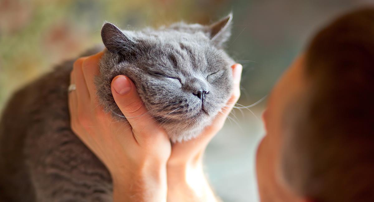 Sonrisa felina: investigadores descubren increíble gesto para caerle bien a un gato. Foto: Shutterstock
