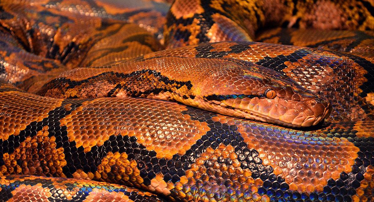 Las serpientes pitón no son venenosas, pero enrollan y asfixian a sus víctimas, incluso humanos. Foto: Pixabay