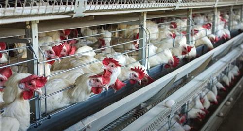 Principales fuentes de contagio de la gripa aviar en humanos