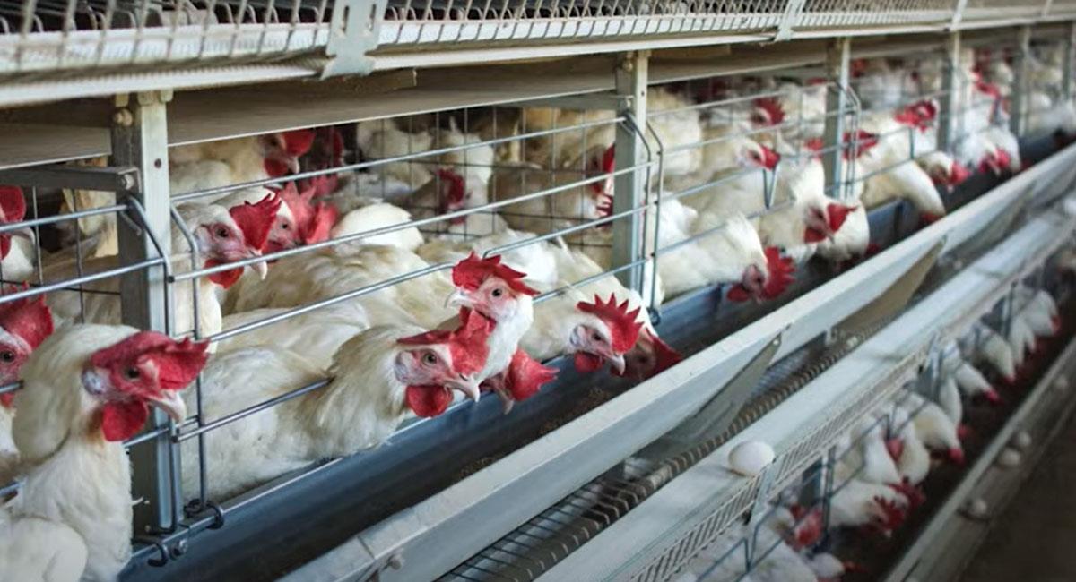 La gripa aviar se produce en aves como gallinas, patos, patos y gansos, y puede ser transmitida al hombre. Foto: Youtube