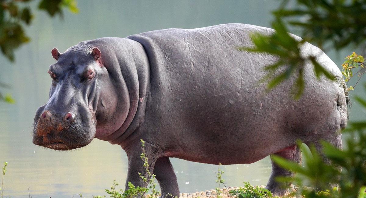 Se estima que en Puerto Triunfo el número de hipopótamos llega a los 140. Foto: Pixabay