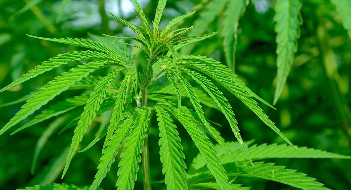 La legalización del consumo de cannabis también generaría ingresos económicos por su cultivo. Foto: Pixabay