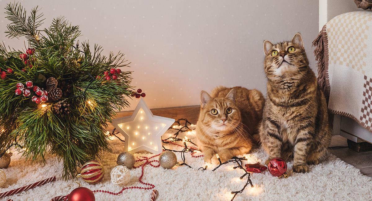 Te contamos por qué tu gato ataca el árbol de Navidad y cómo puedes evitarlo. Foto: Shutterstock