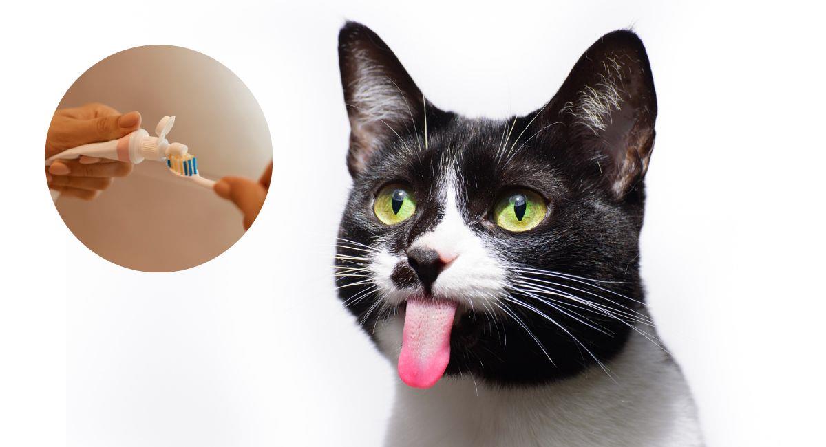 Higiene bucal en gatos. Foto: Freepik