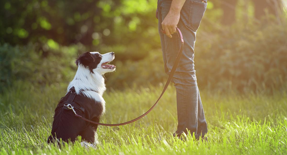 Tenga cuidado: adiestrador canino devolvió muerta a una perrita que tenía bajo su cuidado. Foto: Shutterstock