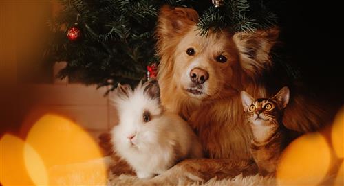 Consejos para cuidar a tu mascota en la época navideña