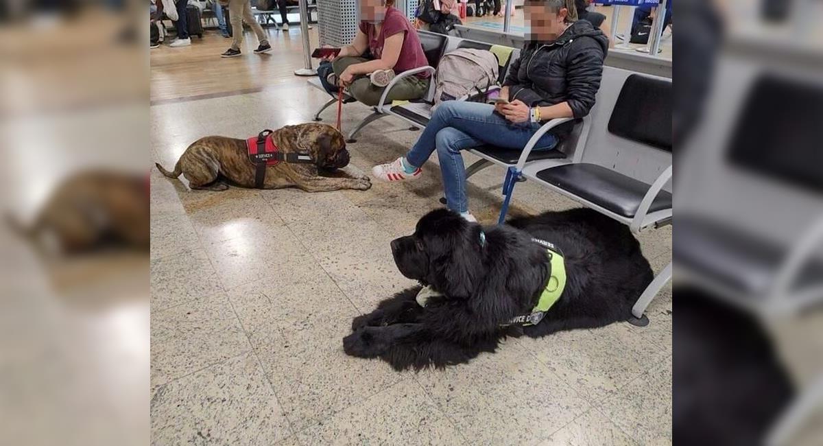 25 perros de gran tamaño viajaron en cabina en un vuelo de 6 horas: Avianca respondió. Foto: Twitter @AviancaEscucha