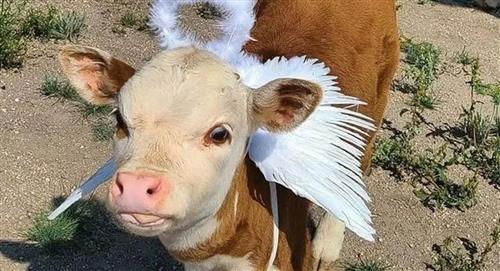 Un rebaño de vacas detuvo a presunto ladrón