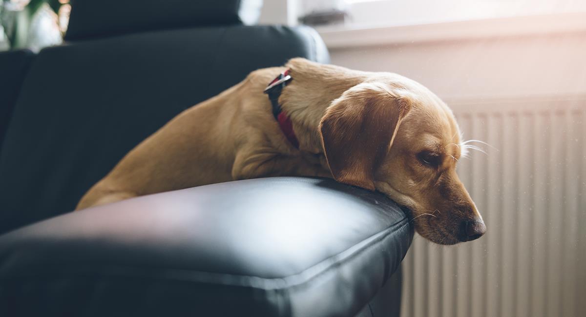 Navidad y Año Nuevo: 5 consejos que debes tener en cuenta para dejar solo a tu perro. Foto: Shutterstock