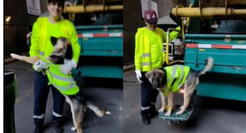 Perro recolector de basura se viraliza en TikTok
