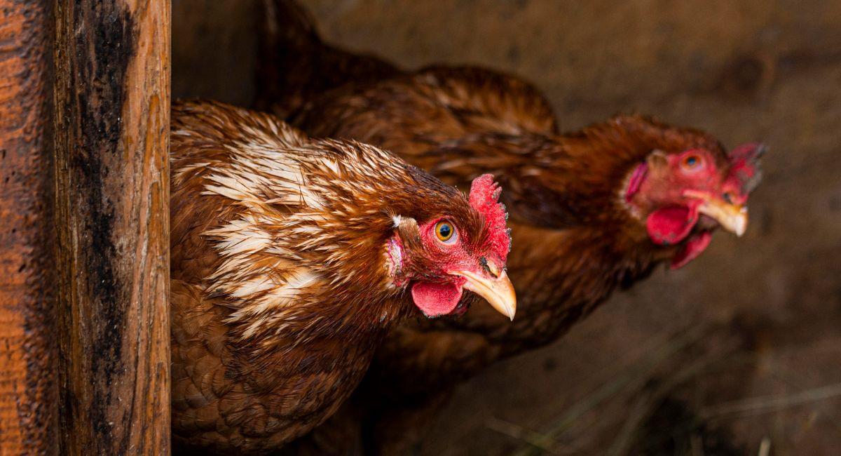 Comer huevo y pollo no representa un riesgo para la salud, Fenavi. Foto: Freepik