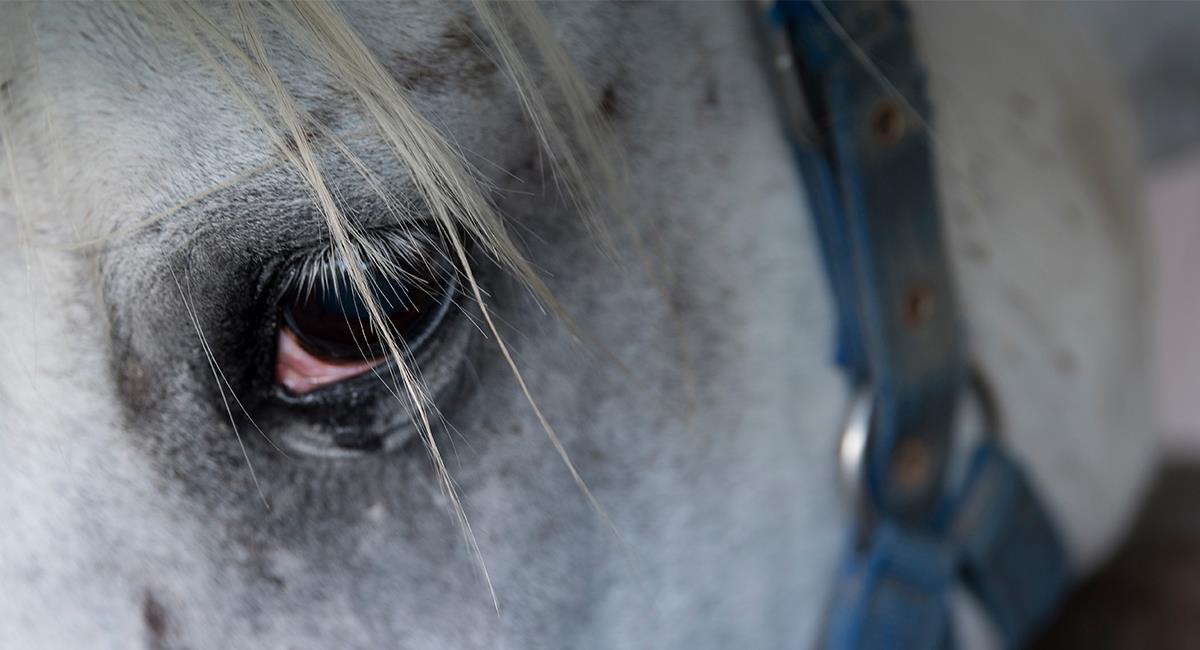 Denuncian maltrato animal por cabalgatas ilegales durante la Feria de Cali. Foto: Shutterstock