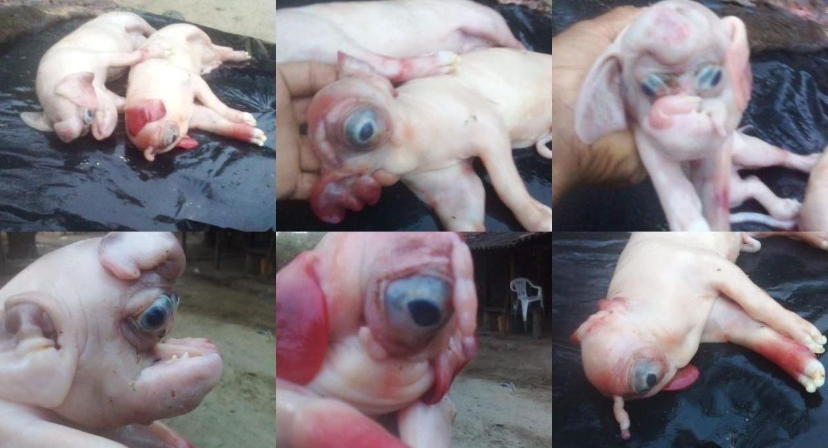 Nacen cerdos con cabeza de hipopótamo y rostro de elefante en Colombia. Foto: A.P.I