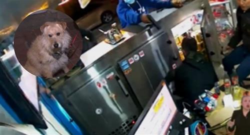 Perro doméstico frustra atraco en local comercial de Bogotá