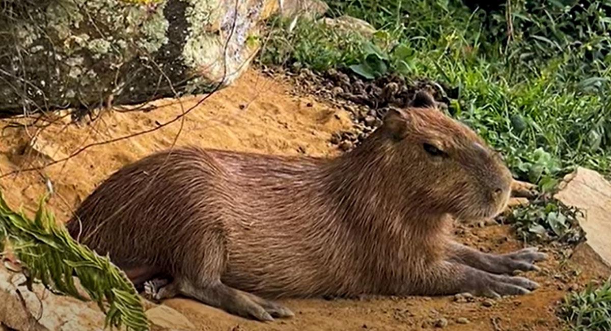 El chigüiro es el roedor más grande de Suramérica y en Colombia vive en la Orinoquía. Foto: Youtube