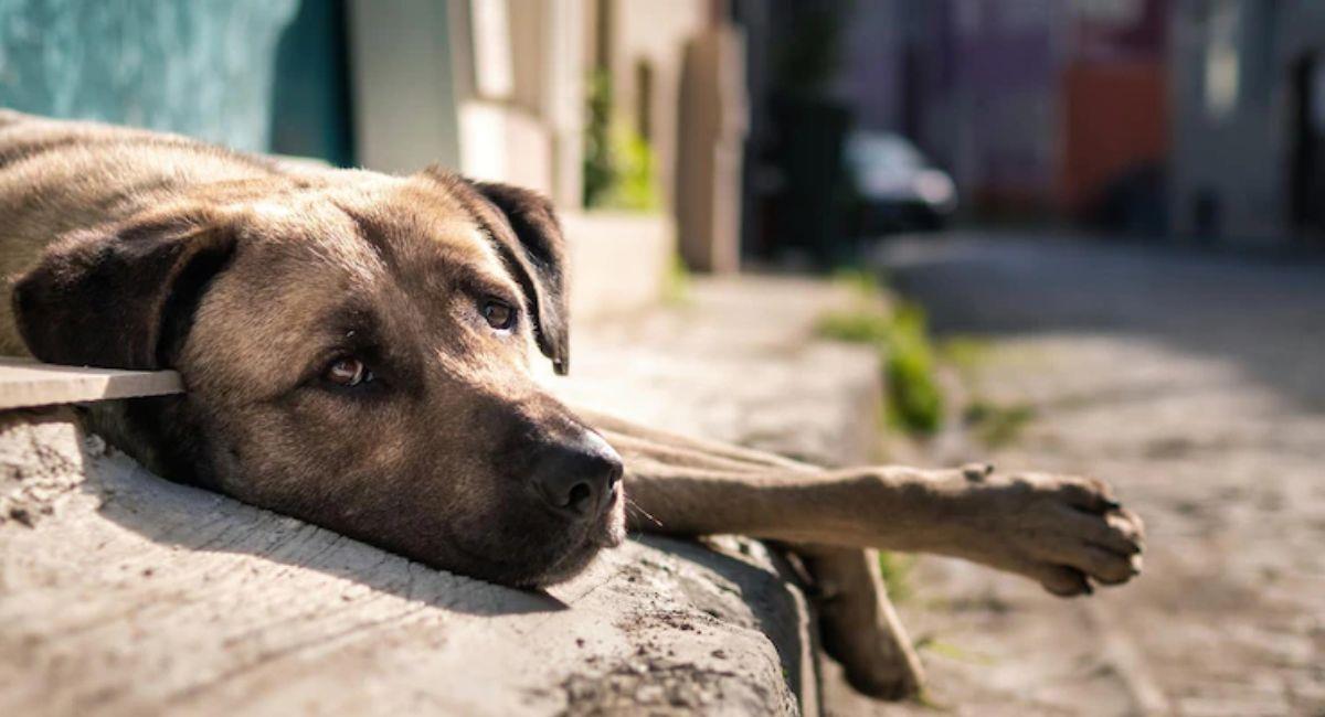 Rescatan 11 perros en pésimas condiciones de criadero ilegal de Medellín. Foto: Freepik