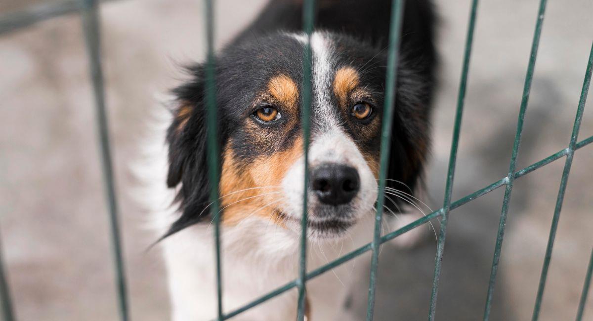 Duelo en mascotas: ¿Qué tanto sufren al ser abandonadas?. Foto: Freepik