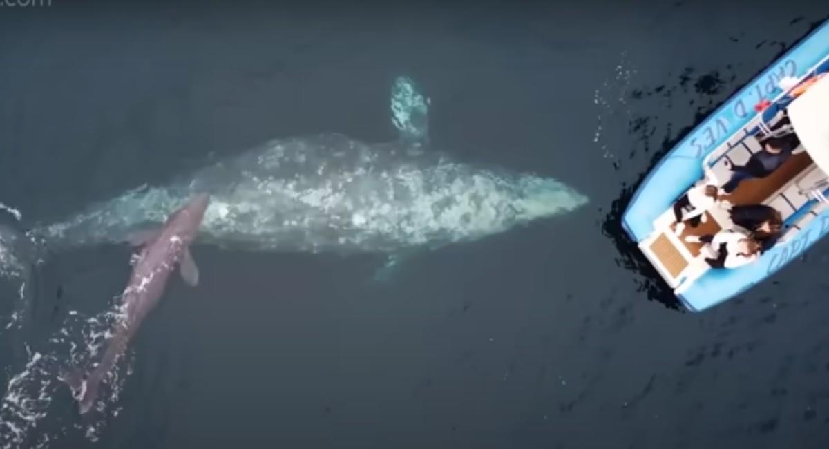 Nacimiento de un ballenato gris en aguas californianas. Foto: Youtube @captdaveswhalewatching