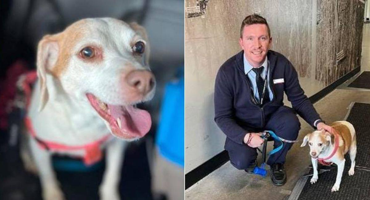 Adoptan a perrita dejada a su suerte en el aeropuerto por su dueña. Foto: Facebook