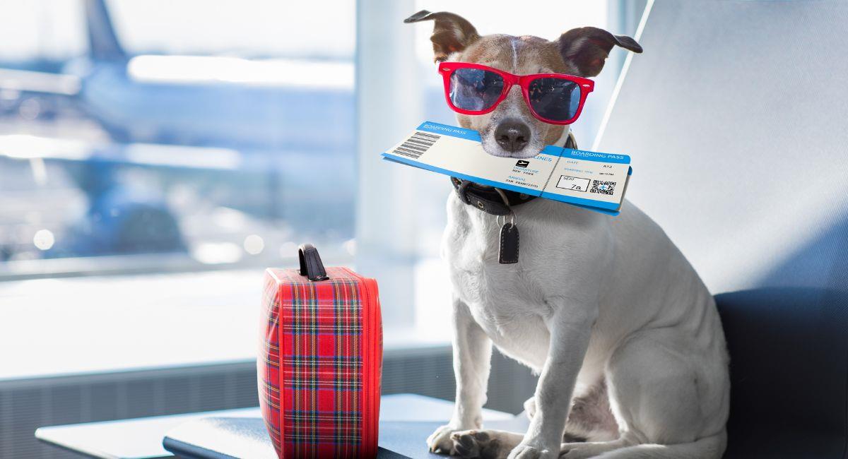 Destapan mafias de los certificados de soporte emocional para viajar con mascotas en avión. Foto: Shutterstock
