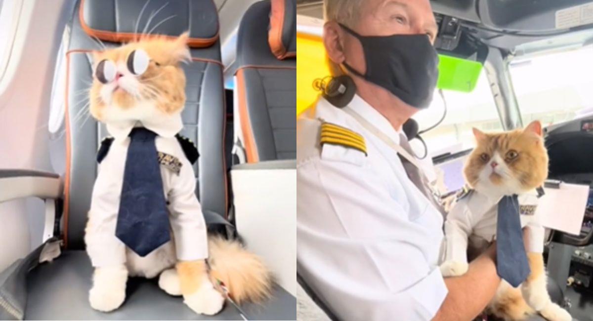 Piloto lleva a su gato ayudante en el avión y se vuelve viral. Foto: TikTok @Ravioliogato