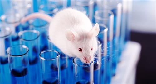 EE.UU. ya no exigirá experimentar con animales para aprobar medicamentos