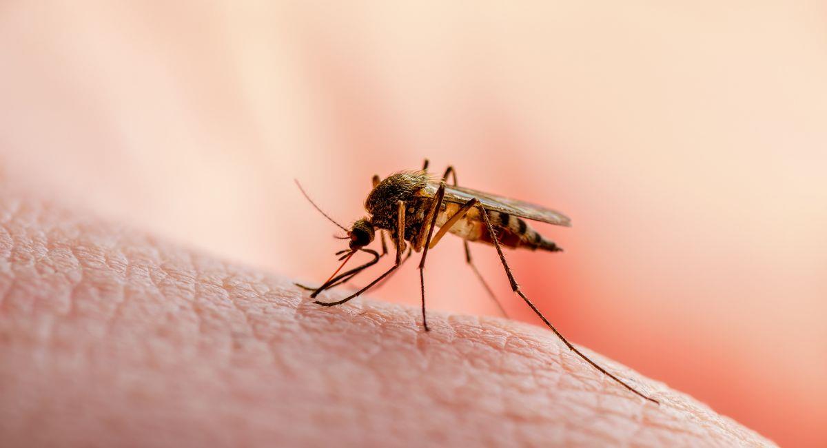 A hombre, le detectaron leucemia gracias a una picadura de mosquito. Foto: Shutterstock