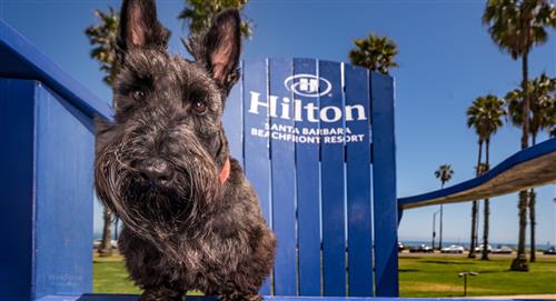 Si viaja con mascotas elija alguno de estos destinos sugeridos por Hilton 