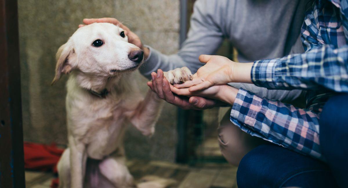 Anuncian jornadas de adopción animal todos los días en Bogotá. Foto: Shutterstock