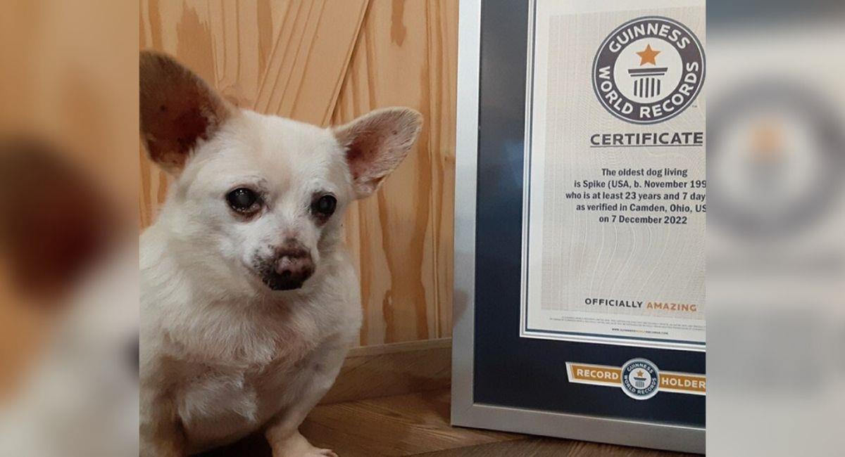 Este es Spike, el perro más longevo de la actualidad. Foto: Instagram @guinnessworldrecords