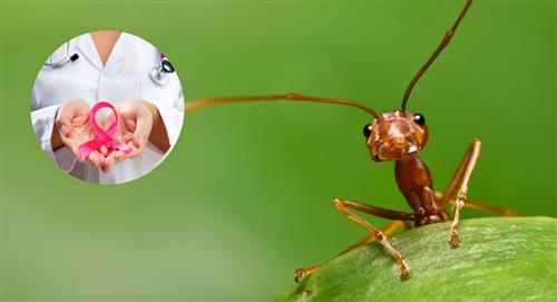 Descubra cómo entrenan a las hormigas para oler el cáncer
