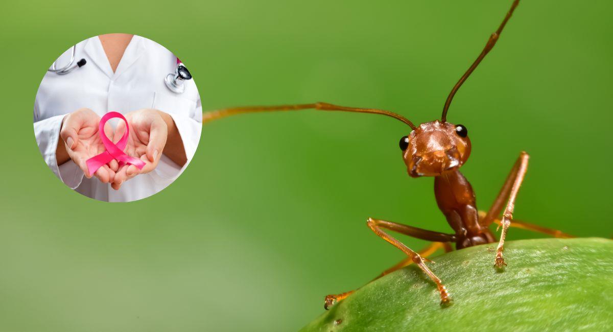 Descubren que el olfato de las hormigas es capaz de detectar el cáncer en diez minutos. Foto: Shutterstock