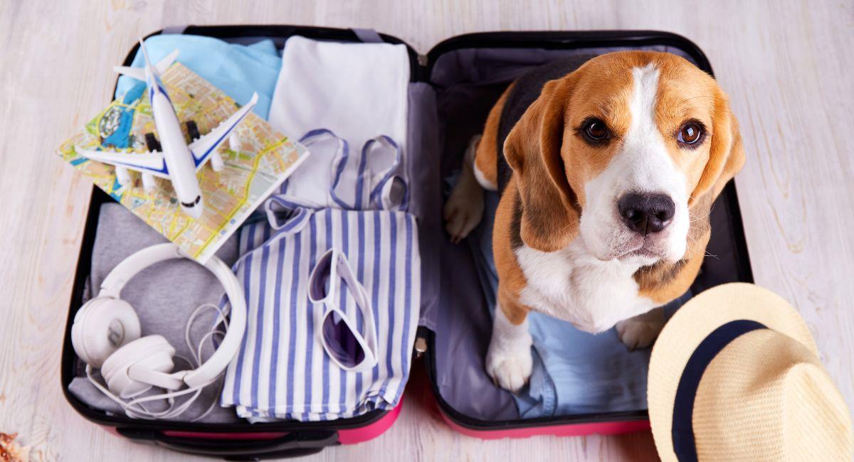 ¿Quieres viajar en avión con tu mascota? Esto es todo lo que debes saber para hacerlo. Foto: Shutterstock