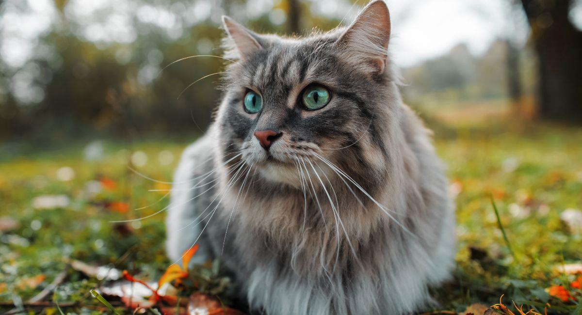 Intoxicaciones en gatos: ¿Cómo prevenirlas y detectarlas?. Foto: Shutterstock