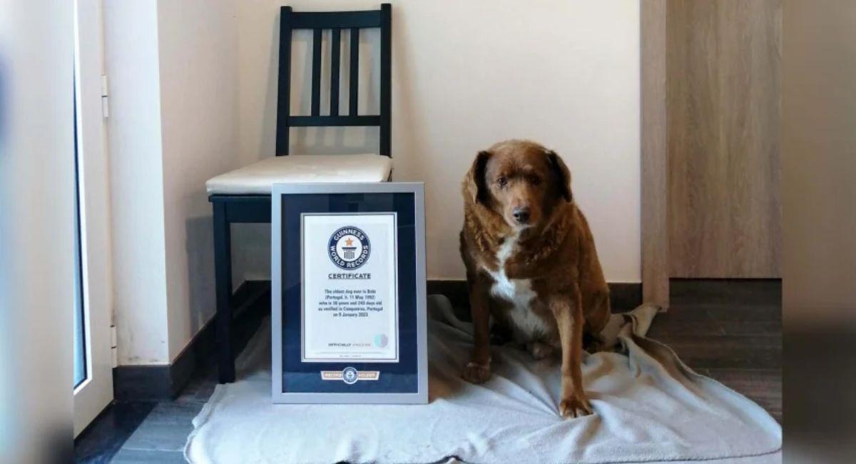 Este es Bobi, el perro más viejo de la historia: rompió un récord Guinness. Foto: EFE