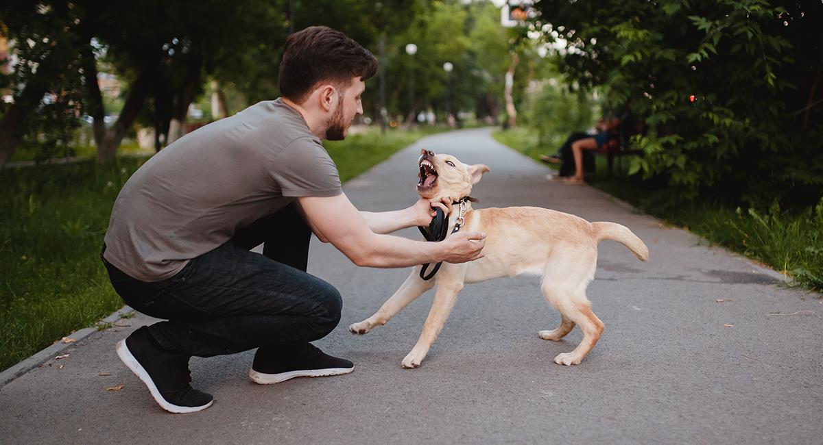 No lo hagas: expertos revelan 5 cosas que los perros odian de las personas. Foto: Shutterstock