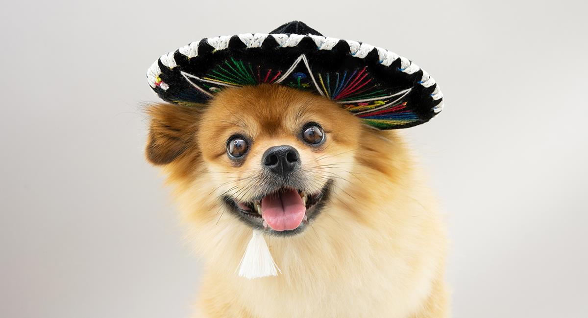 Perro arruinó una serenata al interrumpir y asustar a uno de los mariachis. Foto: Shutterstock