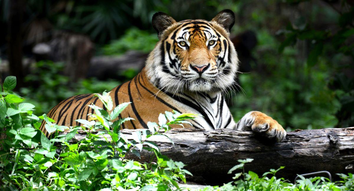 Trabajadores de Hacienda Nápoles sacrificaron a tigre que se fugó. Foto: Shutterstock